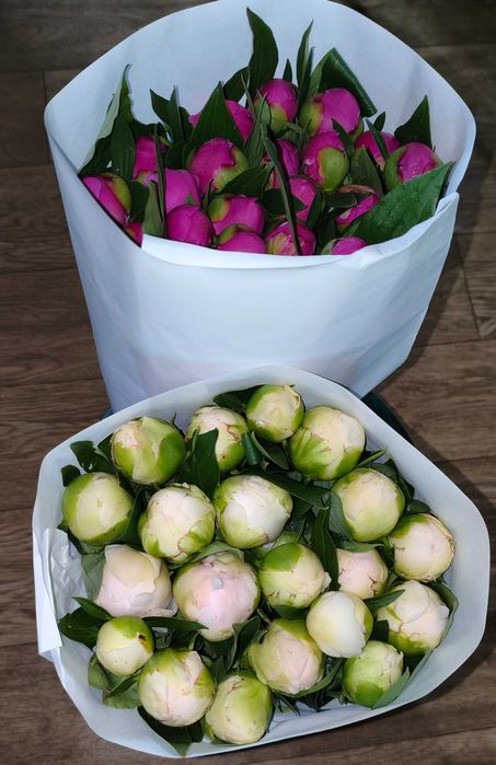 Продам пионы под срезку