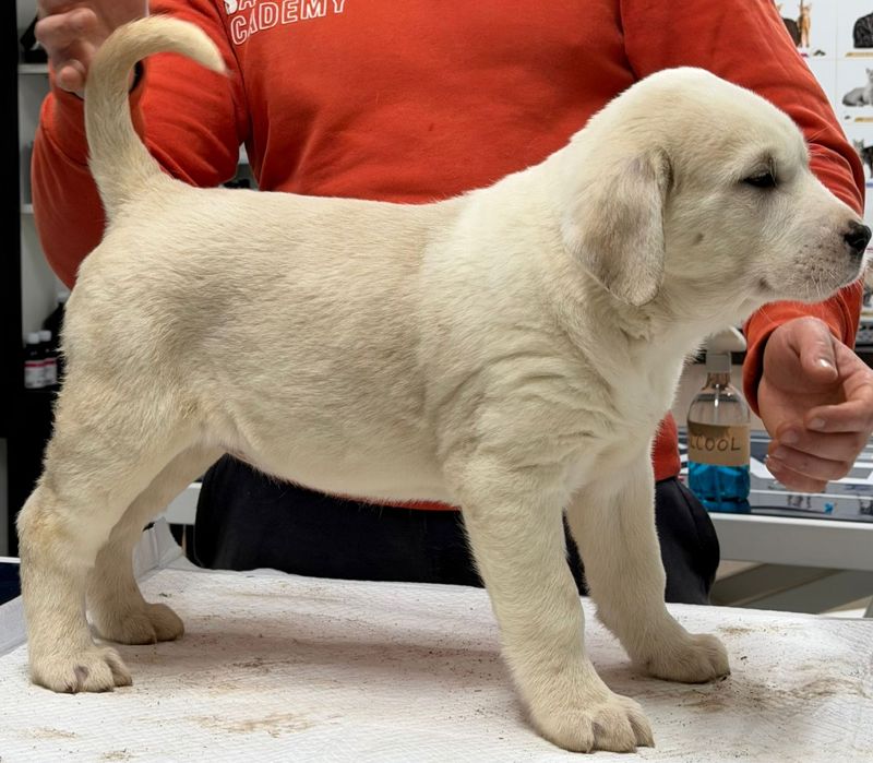 Vand ciobanesc asiatic