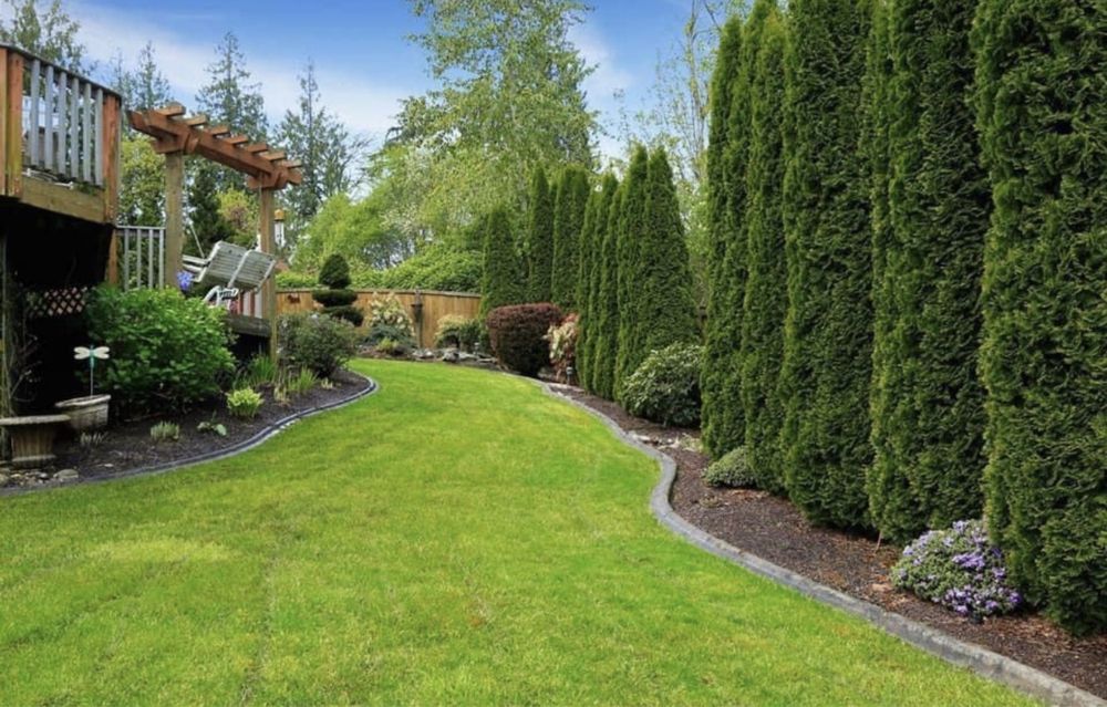 Tuia la cele mai bune preturi