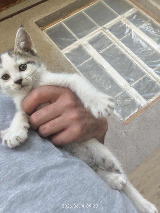 Mushugchalar bor 2 ta biri qiz biri ugil hadyaga