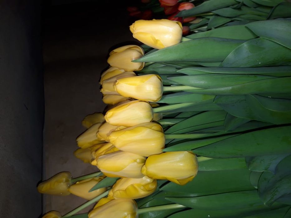 Тюльпаны оптом Алматы