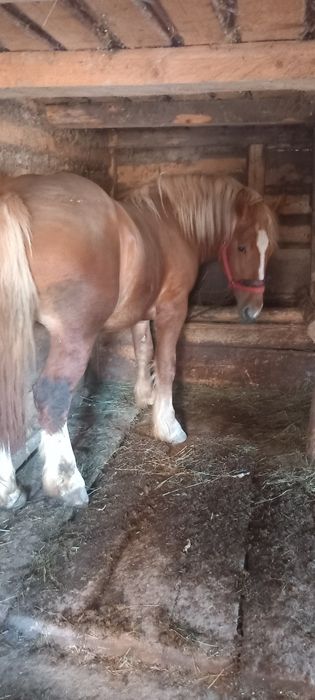 Vând manz de 1 an și 11 luni