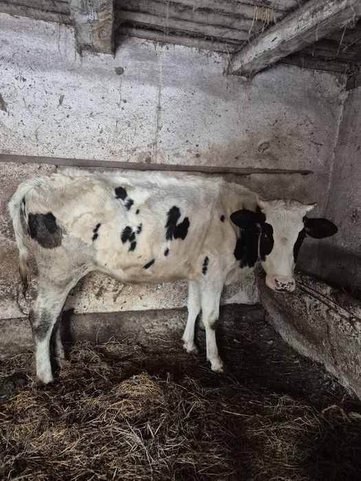 Vând 2 juninci gestante