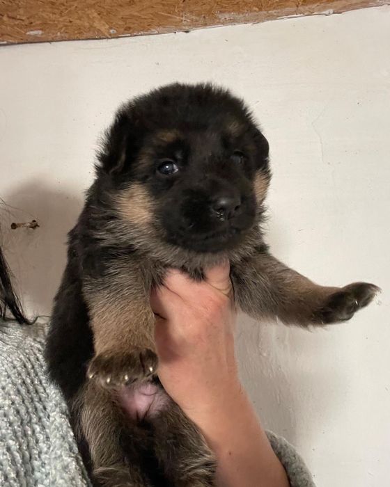 Щенки немецкой овчарки