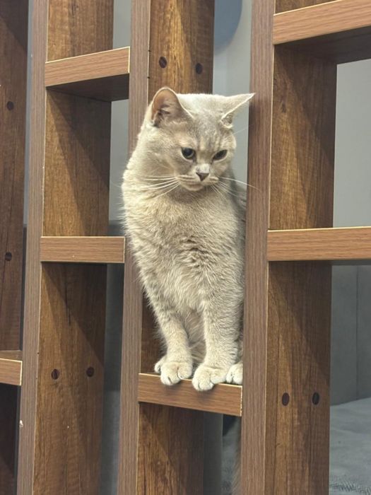 Отдам кошку в добрые руки