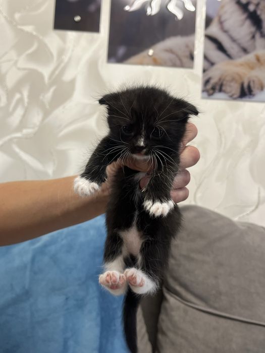 Котята шотландцы веслоухие