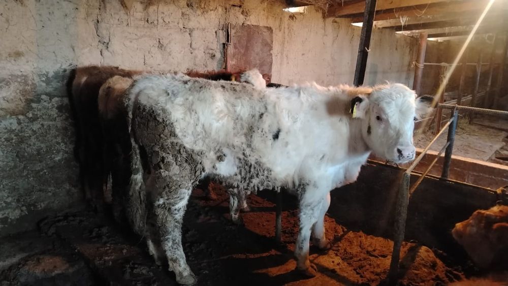 Продам бычков 20 голов