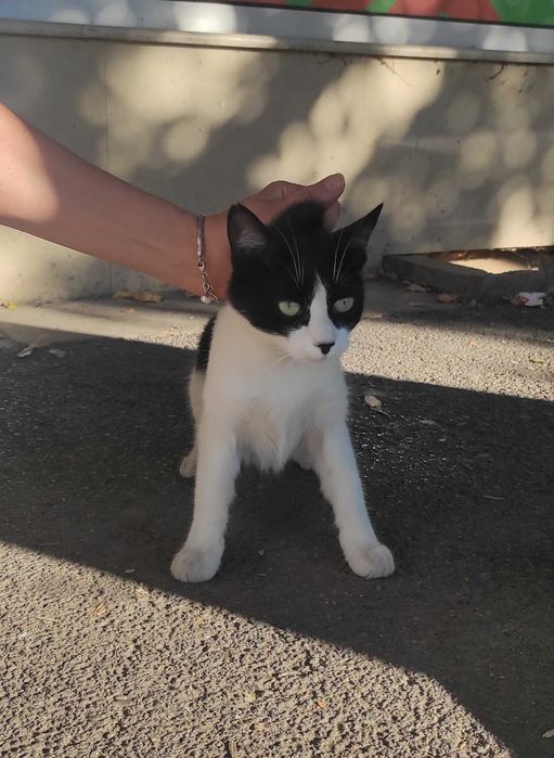 Доли, 2-годишна, супер социална, търси дом!