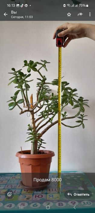 Комнотные цветы денежное дерево