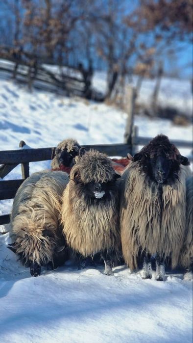 Vindem 4 miori bucălăi  și două oi la al  treilea miel!