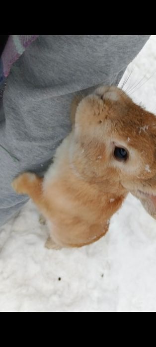 Потерялся кролик