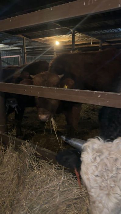 11 голов. бычков