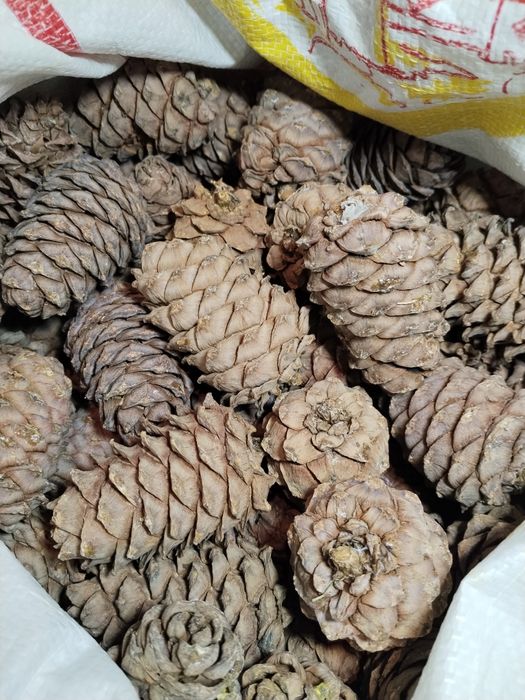 Продам кедровый орех, шишки