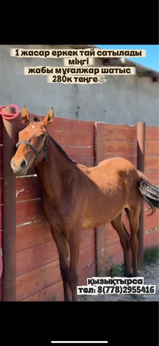 1 жасар тай сатылады жабы  қызықтырса хабарласыңыздар