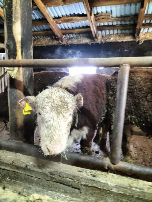 Молодой бычок с откорма на мясо