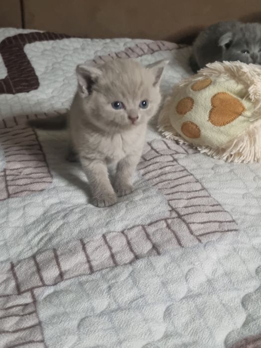 Скотиш Страйт мальчик