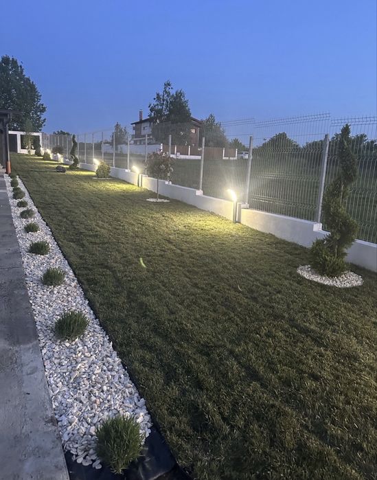 Leylandi la cel mai mic pret