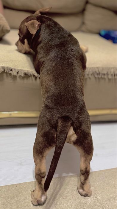 American Bully Pocket cu pedigree, 7 luni