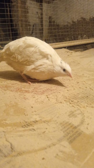 Продам перепелов несушек