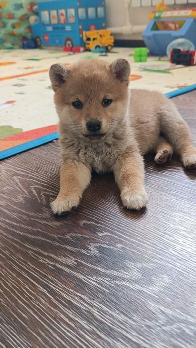 Сиба Ину Собаки Улыбаки