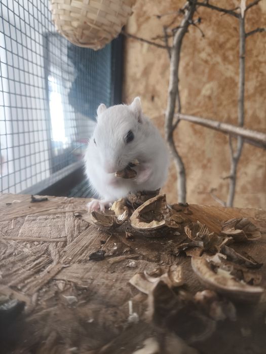 Vând Veveriță Siberiana Mascul