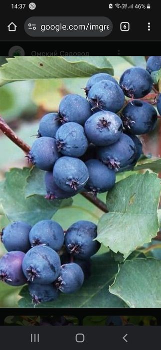 Продам ягоду иргу