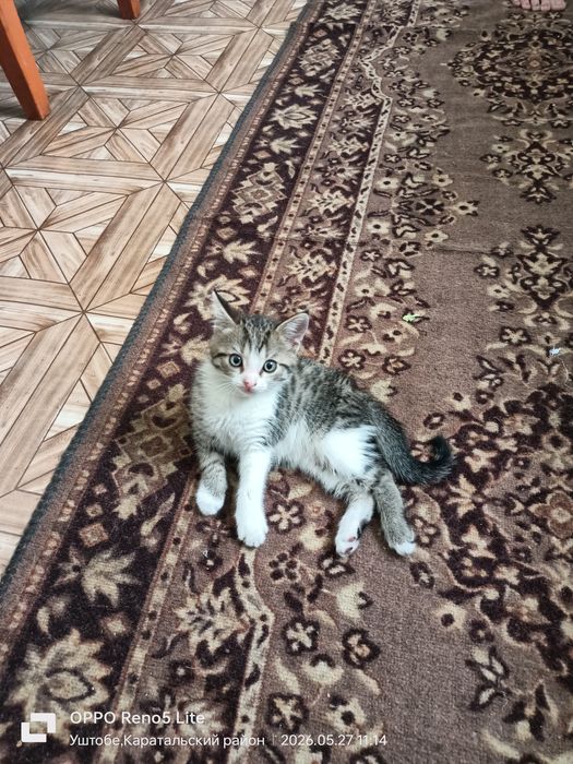 Отдам котенка бесплатно