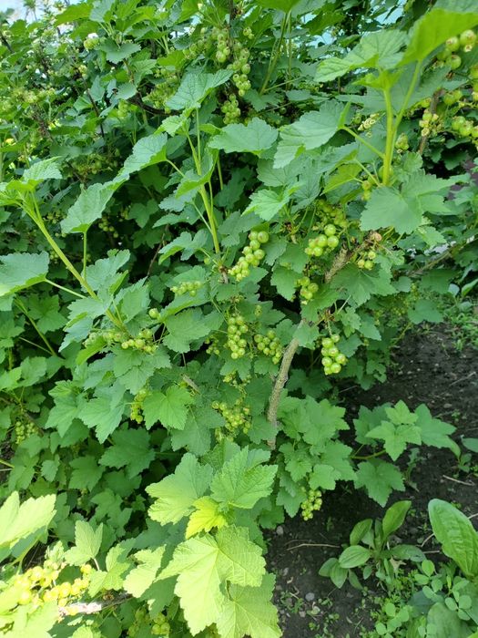 Ежемалина большими кустами