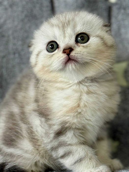 вислоушка шикарная малышка