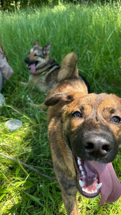 Donez metis-malinois (ciobanesc belgian)