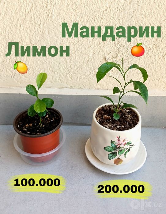 Экзотические растения в горшках: саженцы авокадо, лимон, мандарин