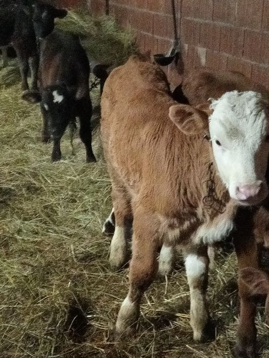 Vând tăurași și vițele