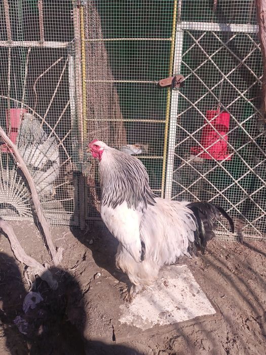 Брама зотдор соглом хурозлар!