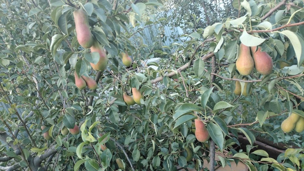 Саженцы яблони и груши