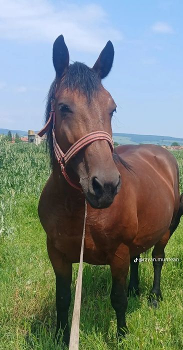 Iapa murga fără semn de vanzare