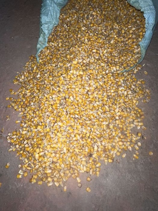 Makka jo'xori zor narx кукуруз