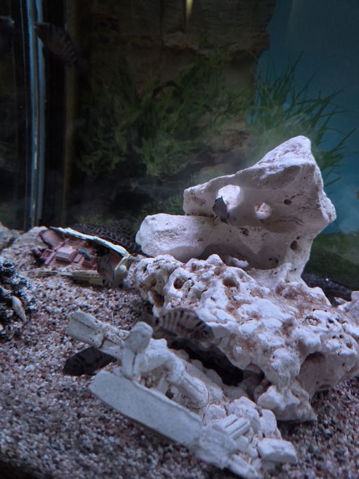 Ciclide Zebra (Amatitlania nigrofasciata) – tineret sănătos și activ