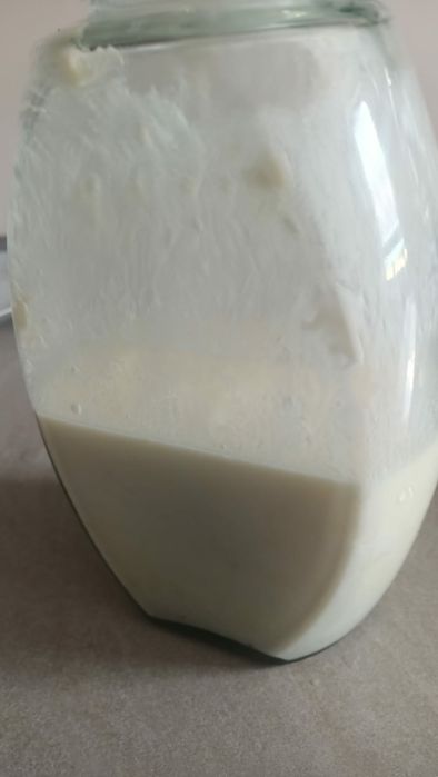 Ciupercă Tibetană De Chefir 1 Lingură