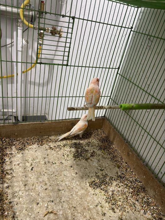 Канарейка самка шимель