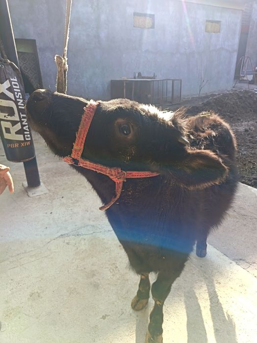 Gunajin sotiladi narxini kelishamiz