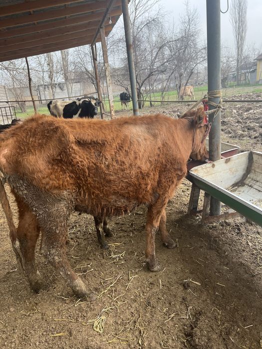 Ona bola bolasi erkak