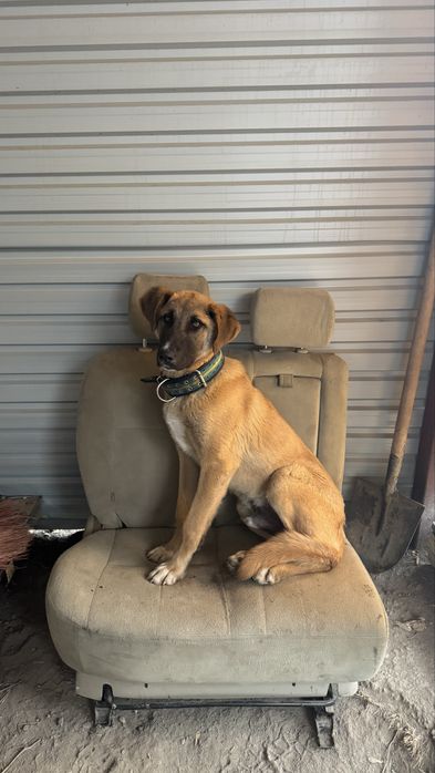 Продам в добрые руки