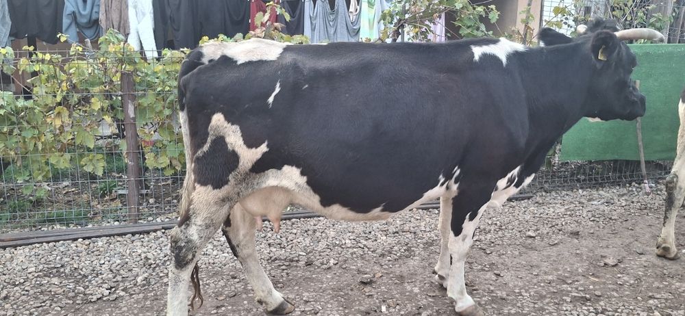 Vaca de vanzare gestanta in 7 luni