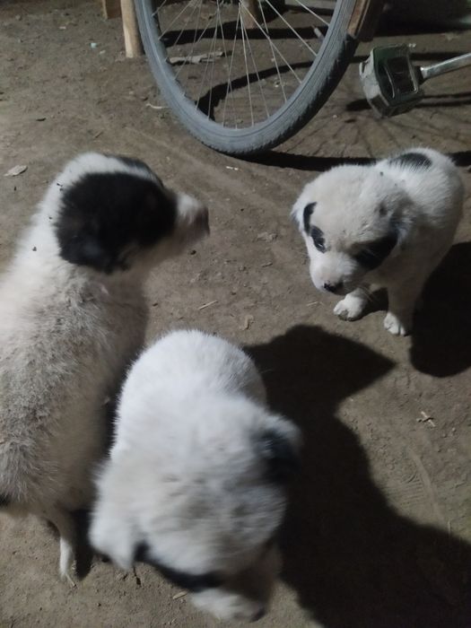 Alabay kuchukchalar sotiladi 990000 donasi 1 ta erkak 2ta urgʻochi 2