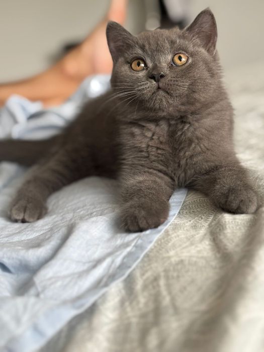 Mascul british shorthair
