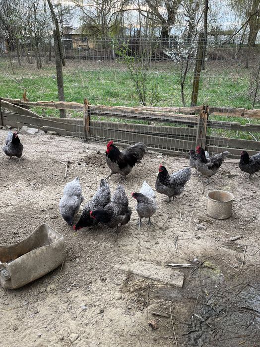 Ouă Australorp Albastru