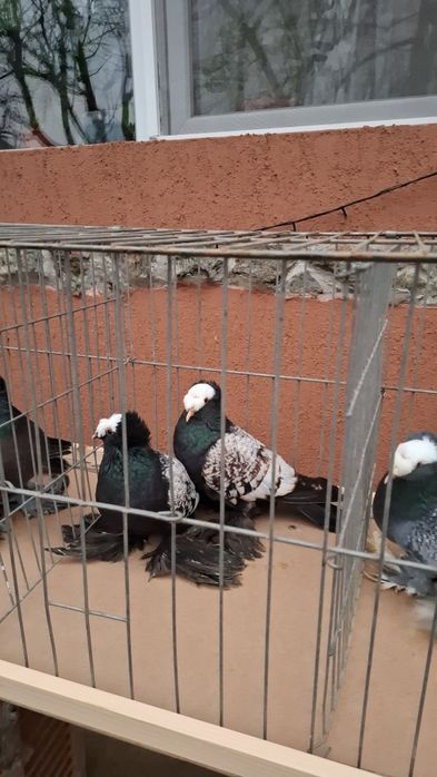 Vând porumbei preoti, randunele și scut de saxonia