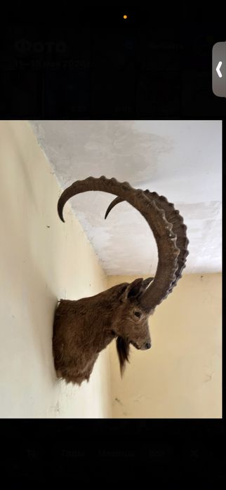 Продам голову горного козла