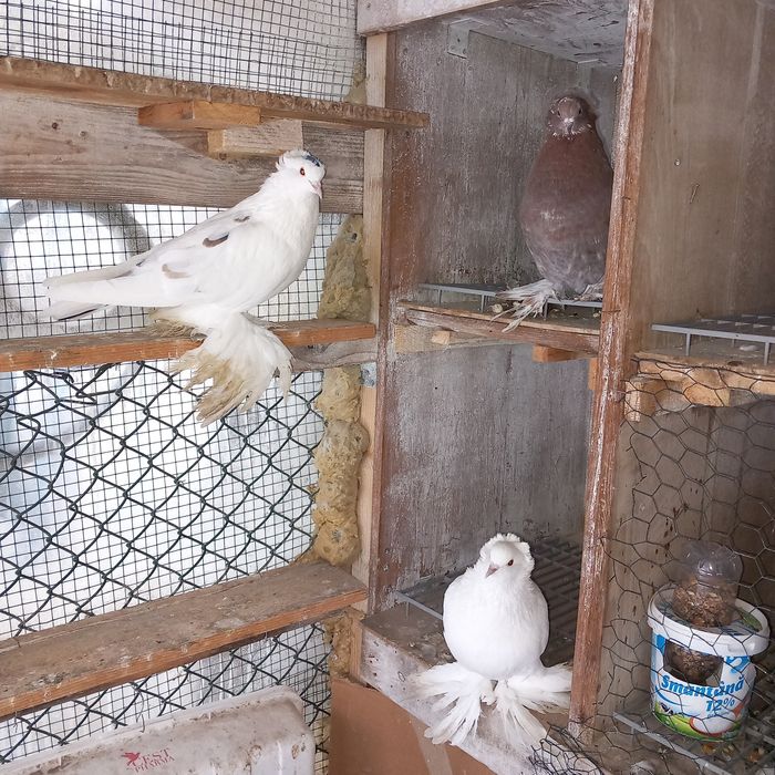 Voliera 2 compartimente porumbei uriasi maghiari