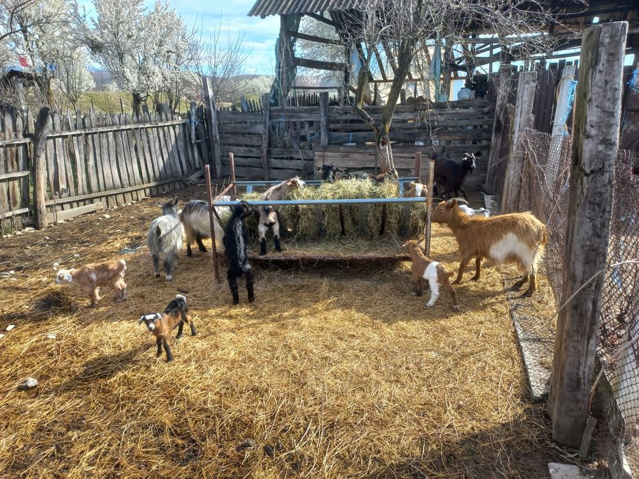 capre cu iezi de vânzare